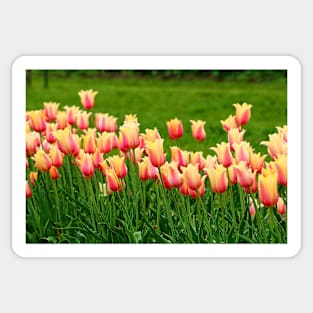 Orange yellow Tulips Sticker